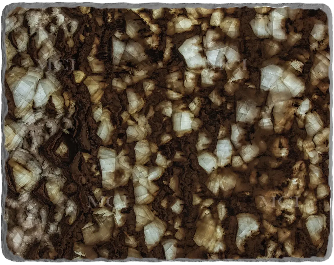 Petrified Wood Onyx (Backlit)